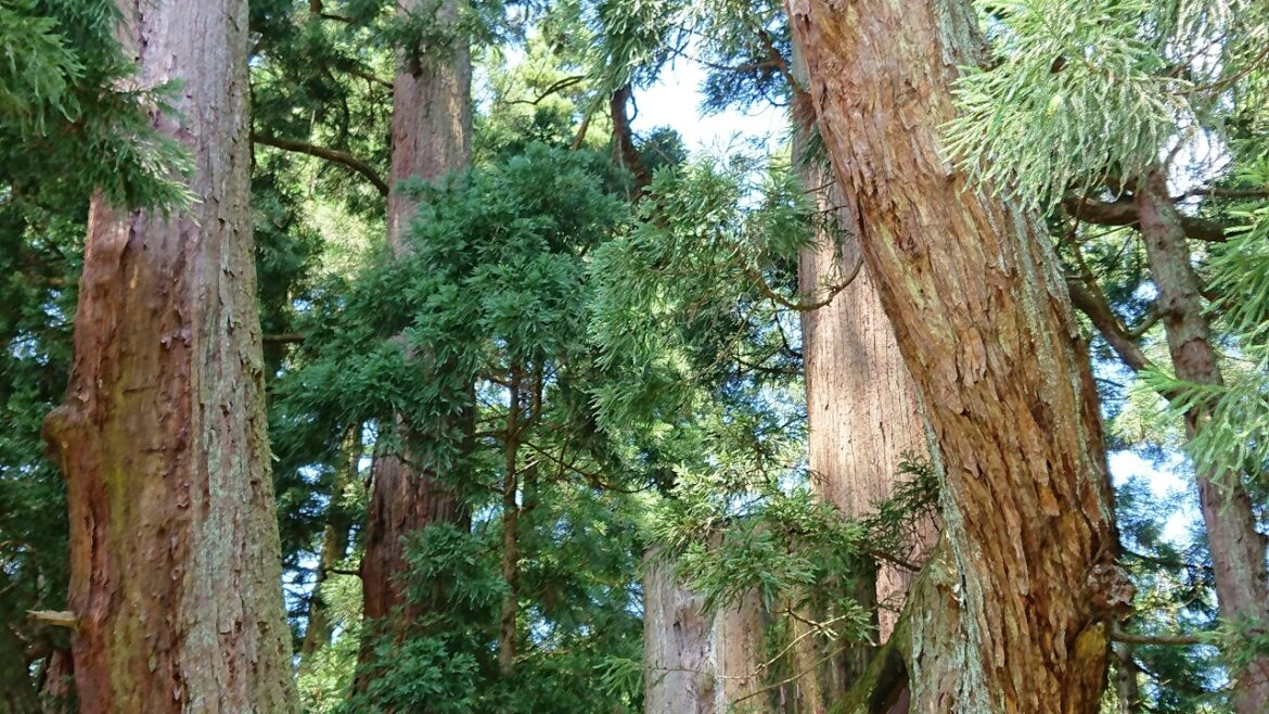 #地震　新潟県民(自分)が地震情報を共有したい